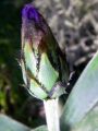 2010 05 24 jeanmarcperfetti.com 057.JPG